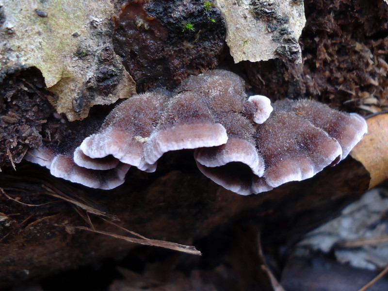 Chondrostereum purpureum